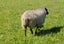 ORGANIC Wool - Natural Grey - Carded - 1kg Carousel 3