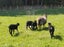 ORGANIC Wool - Natural Grey - Carded - 1kg Carousel 4