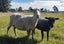 ORGANIC Wool - Natural Grey - Carded - 1kg Carousel 5