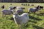 ORGANIC Wool - Natural Grey - Carded - 1kg Carousel 6