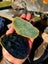 1$reserve Greenstone slabs Carousel 4