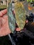 1$reserve Greenstone slabs Carousel 5