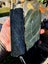 1$reserve Greenstone slabs Carousel 6