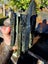 1$reserve Greenstone slabs Carousel 9