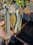 1$reserve Greenstone slabs Carousel 10
