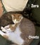 Cheeto and Zora: A loving sister duo! Carousel 1