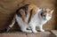 Queenie: A Sweet Calico Looking for Her Forever Home Carousel 2