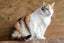 Queenie: A Sweet Calico Looking for Her Forever Home Carousel 3