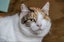 Queenie: A Sweet Calico Looking for Her Forever Home Carousel 4