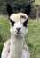 Pet Female and cria Carousel 14