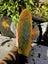 Greenstone slab Carousel 4