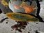 Greenstone slab Carousel 3