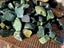 Greenstone tumbles Carousel 3
