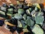 Greenstone tumbles Carousel 4