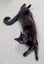 Dexter & Zoe – affectionate family cats needing a new home Carousel 5