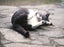 Dexter & Zoe – affectionate family cats needing a new home Carousel 4