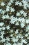 Loading Image 1 of 1