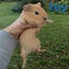 Baby Guinea Pigs Carousel 3