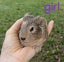 Baby Guinea Pigs Carousel 4