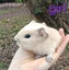 Baby Guinea Pigs Carousel 5