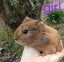 Baby Guinea Pigs Carousel 6