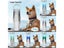 750ML Portable Pet Water Bottle Bowl For Dogs And Cats Carousel 3