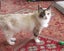 HUMANE SOCIETY DAISY the RAGDOLL Carousel 2
