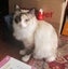 HUMANE SOCIETY DAISY the RAGDOLL Carousel 1