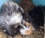 Long haired guinea pig babies Carousel 3