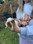 Baby Guinea Pigs Carousel 3