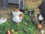 Baby Guinea Pigs Carousel 3