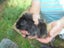 Baby Guinea Pigs Carousel 4