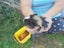 Baby Guinea Pigs Carousel 6
