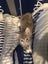 Misty Silver Fluffy Tabby Desex Kitten Carousel 2