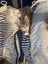 Misty Silver Fluffy Tabby Desex Kitten Carousel 3