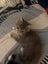 Misty Silver Fluffy Tabby Desex Kitten Carousel 4