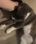 Loving cats looking for a loving owner!!! Carousel 3