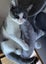 Loving cats looking for a loving owner!!! Carousel 4