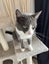 Loving cats looking for a loving owner!!! Carousel 5