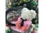 Artificial Teddy Rose Flower Bear 25cm Box Gift For Party Wedding Carousel 1