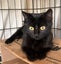 Freya Pure Black Female Desexed Kitten Carousel 2