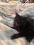 Ebony Fluffy Pure Black Female desexed Kitte Carousel 2