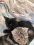 Ebony Fluffy Pure Black Female desexed Kitte Carousel 3
