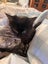 Ebony Fluffy Pure Black Female desexed Kitte Carousel 4
