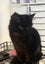 Ebony Fluffy Pure Black Female desexed Kitte Carousel 1