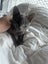 Nala Grey Female Desexed Kitten Carousel 1