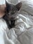 Nala Grey Female Desexed Kitten Carousel 2