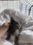 Nala Grey Female Desexed Kitten Carousel 3