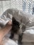 Nala Grey Female Desexed Kitten Carousel 4