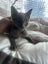 Nala Grey Female Desexed Kitten Carousel 5